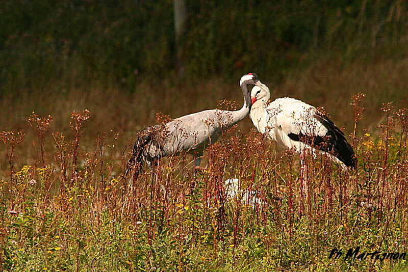 Common Crane