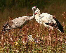 Common Crane