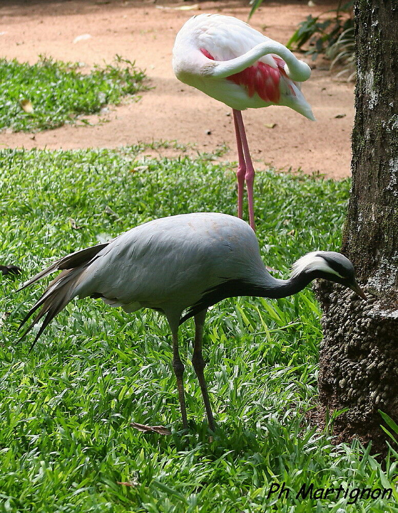 Demoiselle Crane, identification