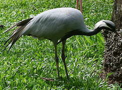 Demoiselle Crane