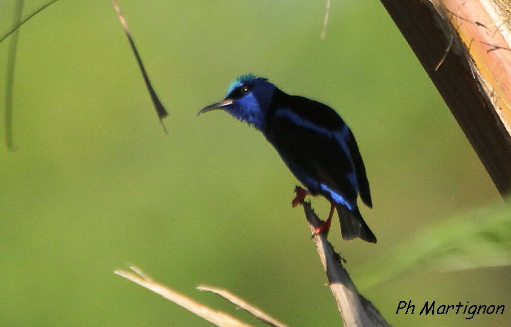 Red-legged Honeycreeper, identification