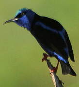 Red-legged Honeycreeper