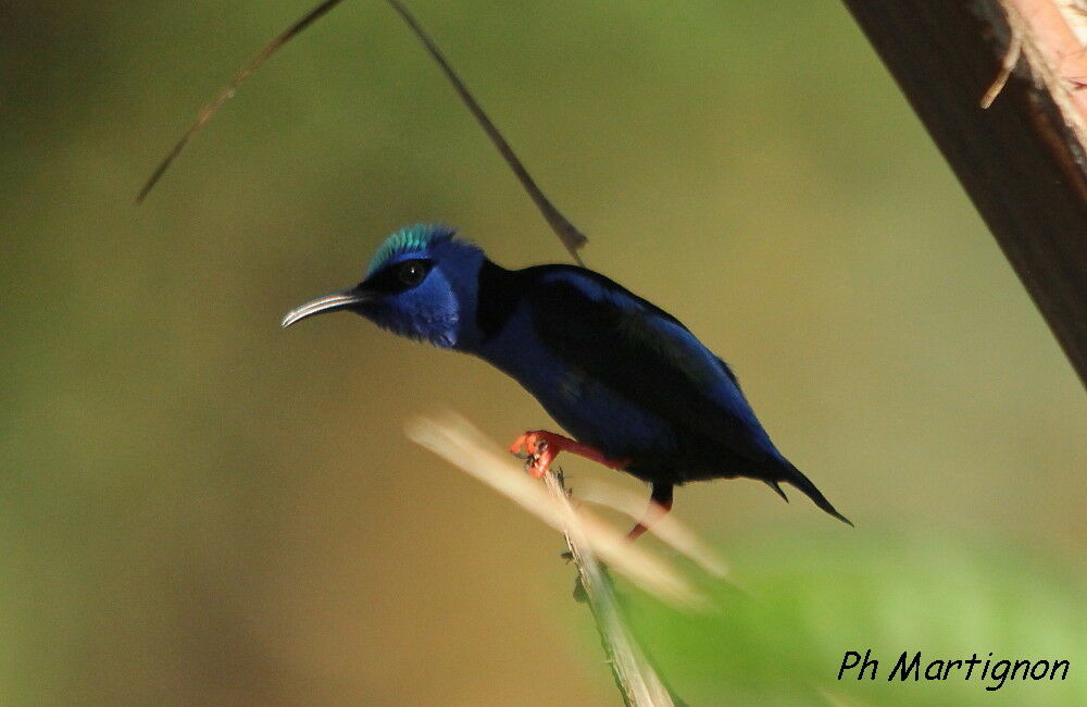 Red-legged Honeycreeper, identification