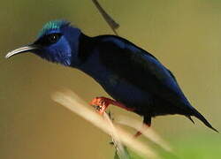 Red-legged Honeycreeper