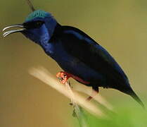 Red-legged Honeycreeper