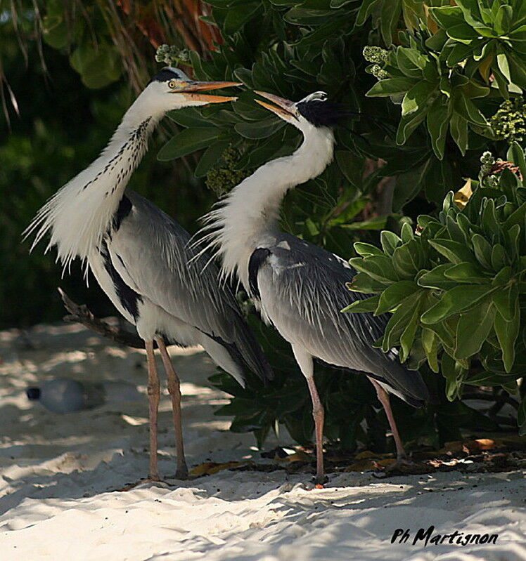 Grey Heron, identification, mating.