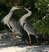 Grey Heron