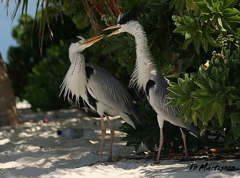 Grey Heron