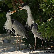 Grey Heron