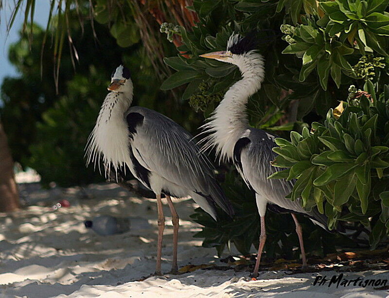 Grey Heron