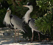 Grey Heron