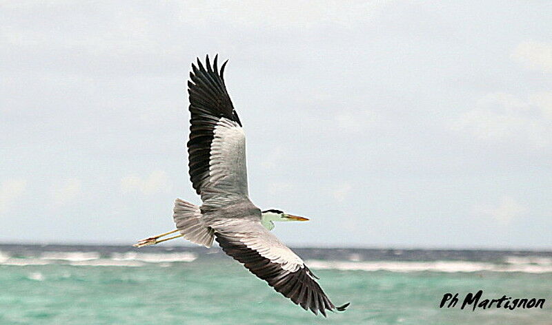 Grey Heron