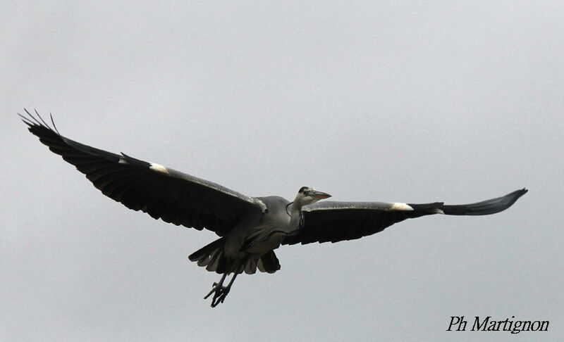 Grey Heron, Flight