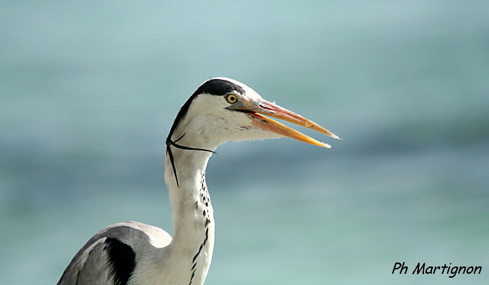 Grey Heron, identification