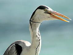 Grey Heron