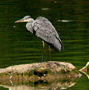 Grey Heron