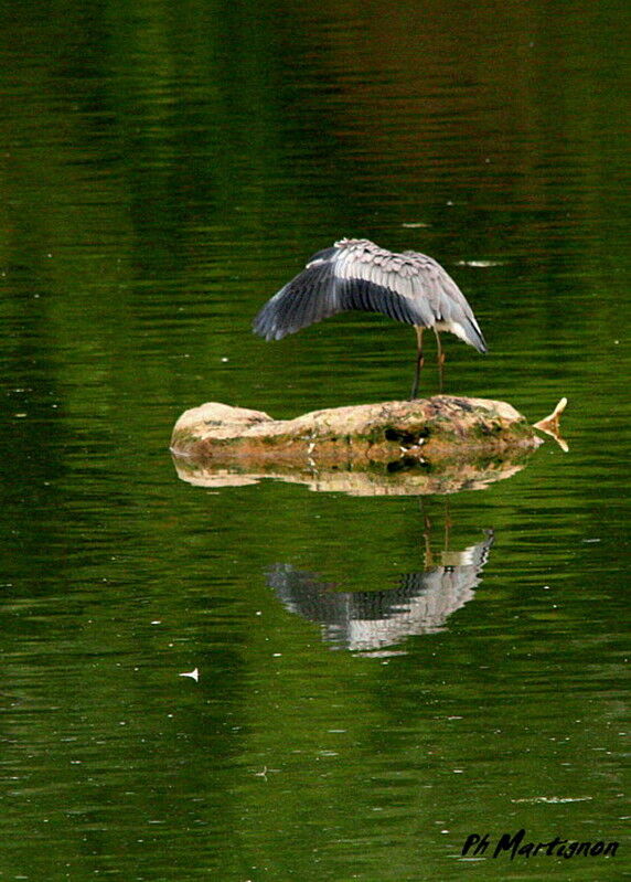 Héron cendré, identification, Comportement