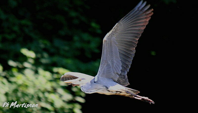 Grey Heron, Flight