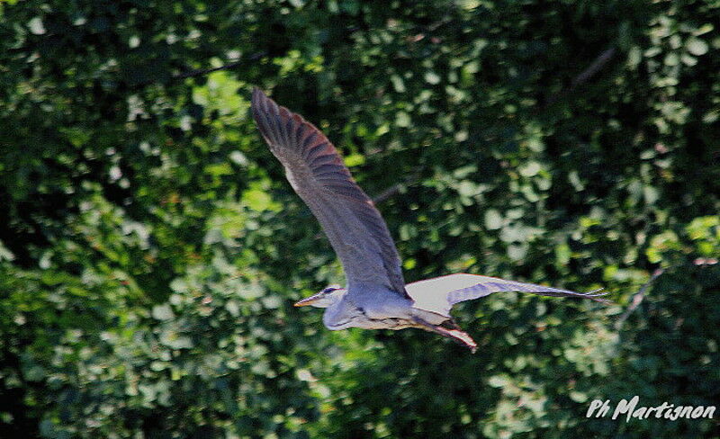 Grey Heron, Flight