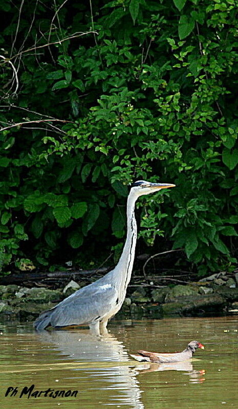 Grey Heron, identification