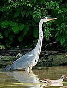 Grey Heron