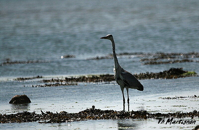 Grey Heron, identification