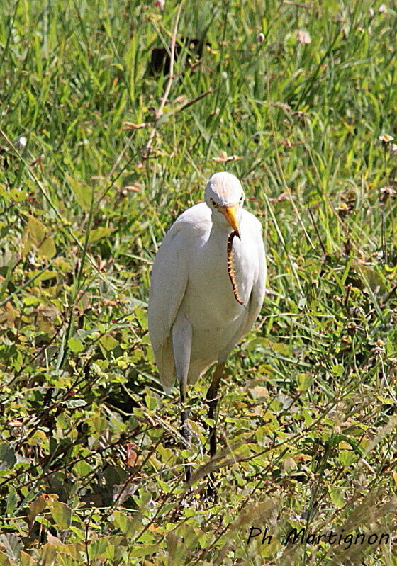 Western Cattle Egret, identification, fishing/hunting, eats