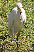 Western Cattle Egret