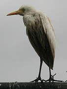 Western Cattle Egret