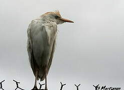 Western Cattle Egret