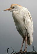 Western Cattle Egret