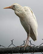 Western Cattle Egret