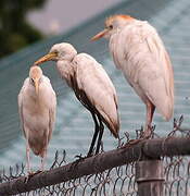 Western Cattle Egret