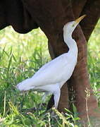 Western Cattle Egret