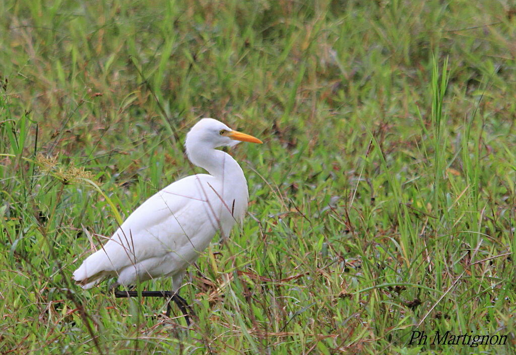 Western Cattle Egret