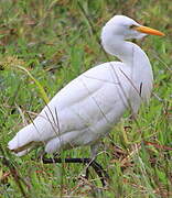 Western Cattle Egret