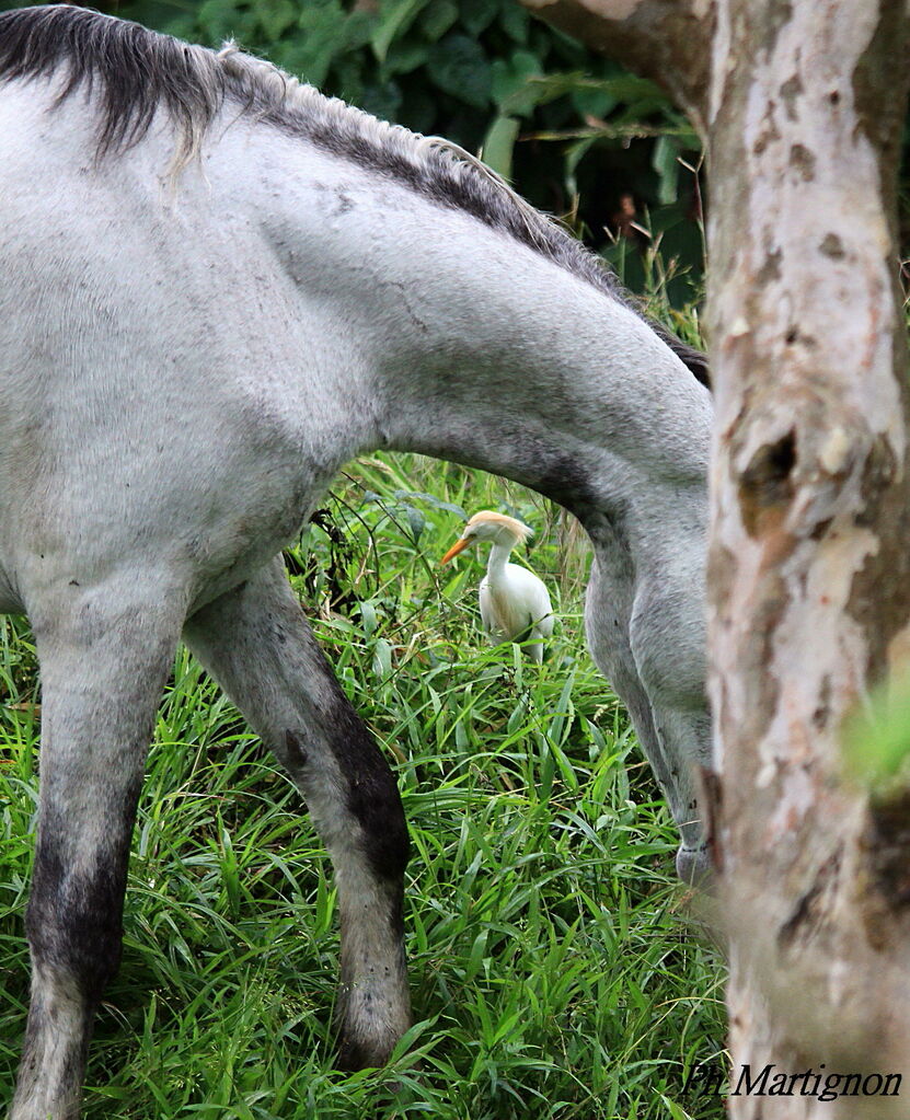 Western Cattle Egret