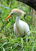 Western Cattle Egret