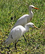 Western Cattle Egret