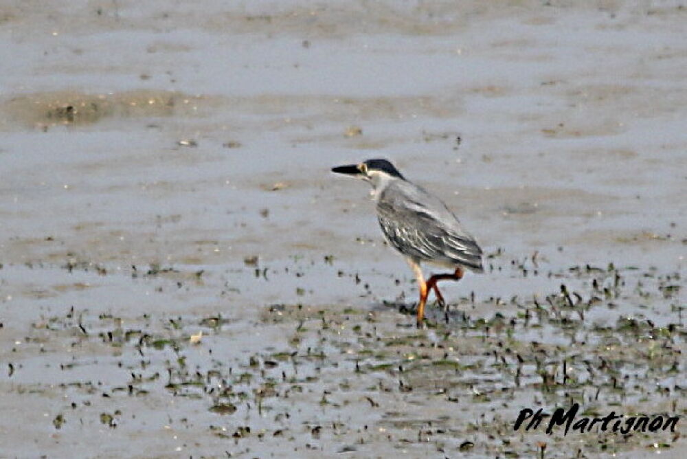 Striated Heron