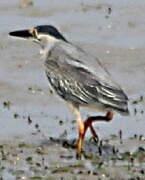 Striated Heron