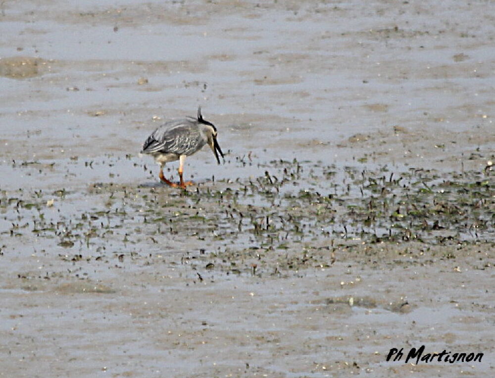 Striated Heron