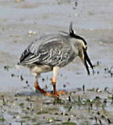 Striated Heron