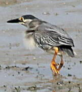 Striated Heron