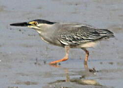 Striated Heron