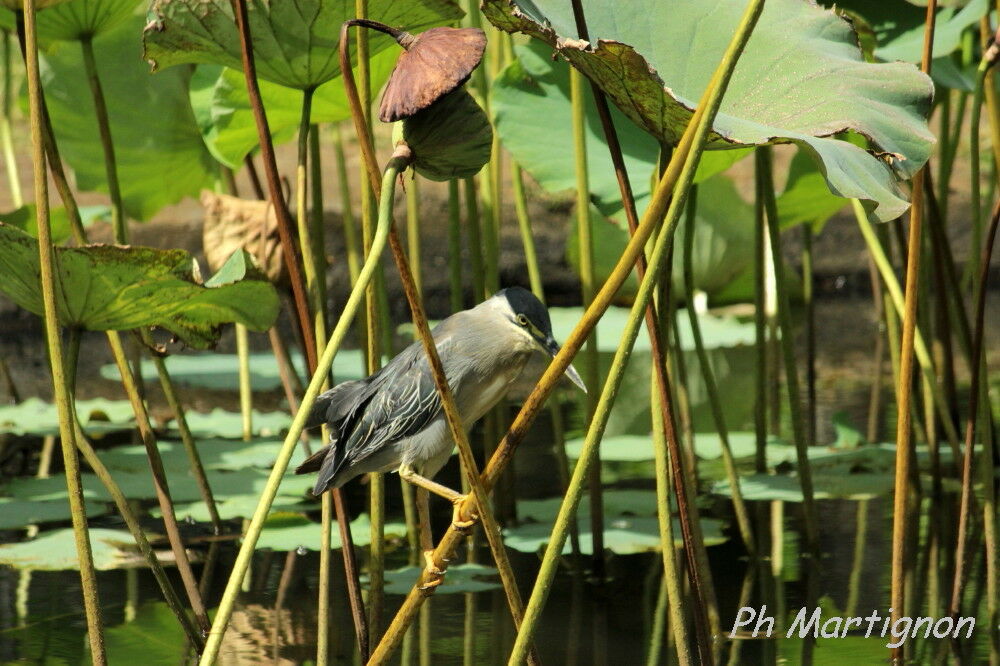 Striated Heron, identification, fishing/hunting