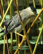 Striated Heron