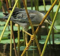 Striated Heron