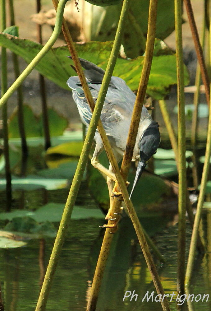 Striated Heron, identification, fishing/hunting