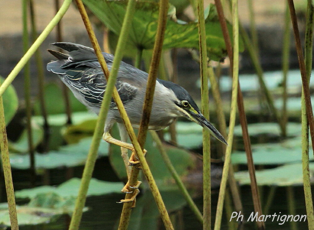 Striated Heron, identification, fishing/hunting